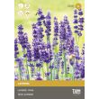 Lavendel żaden van Tuin de Bruijn