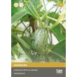Muismeloen żaden van Tuin de Bruijn