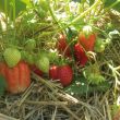 Aardbeien Lambada