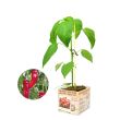 Zoete puntpaprika plant