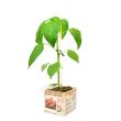 Zoete punt paprika plant