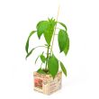 Spaanse peper plant