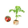 Italiaanse tomatenplant = Roma tomaat