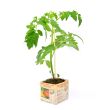 Tomatenplant Coeur de Boeuf