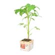 Tomatenplant Pyros