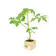 Tomatenplant Green Zebra