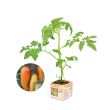 Andine tomaten