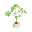Tomatenplant Andine Cornue