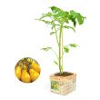 Tomatenplant Yellow Pear