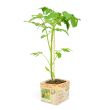Tomatenplant Yellow pear