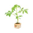 Tomatenplant Costoluto Genovese