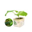 Groene courgetteplant