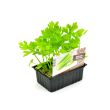 Witte selder / Bleekselderij plantjes