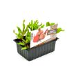 Rode biet plantjes