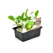 Witte kool plantjes
