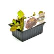 Eikebladsla plantjes