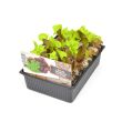 Trio sla plantjes