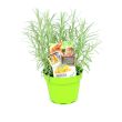 kerrieplant in pot