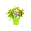 Pluksla in pot