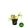 Mara de Bois aardbeien
