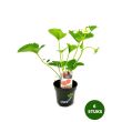 Aardbeiplant Senga Sengana