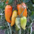 Andine tomaten