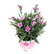 Anjers Pink Kisses in pot