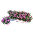 Anjers 'Pink Kisses'