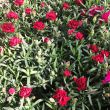 Anjers Rood
