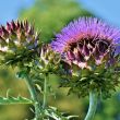 De artisjok plant geeft prachtige lila paarse bloemen