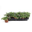Bacopa bestellen bij moestuinenbloem.nl