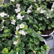 Bacopa wit