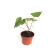 Biologische zoete witte aardappelplant