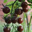 Black cherry tomaat aan de plant
