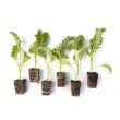 Boerenkool in tuitjes van telerskwaliteit