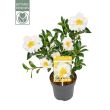 Camellia