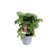 Cherrytomatenplant in pot met vruchten aan