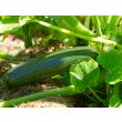 Courgette Black Beauty geeft een hele hoge opbrengst