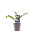 Artisjokplant kopen