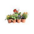 Mix van Eetbare bloemen 