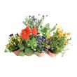 Set eetbare bloemen van moestuinenbloem.nl