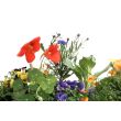 Detail van onze eetbare bloemen