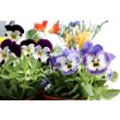 Eetbare bloemen van moestuinenbloem.nl