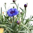 Eetbare bloem