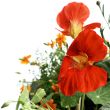 Eetbare bloemen van moestuinenbloem.nl