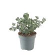 Eucalyptus Silver Dollar