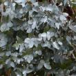 Eucalyptus Gunnii ruikt heerlijk
