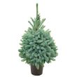 Prachtige kerstboom direct van de kweker