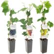 Mix van 3 druivenplanten