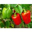 Paprika żaden van Tuin de Bruijn geven een overvloedige oogst van stevige vruchten